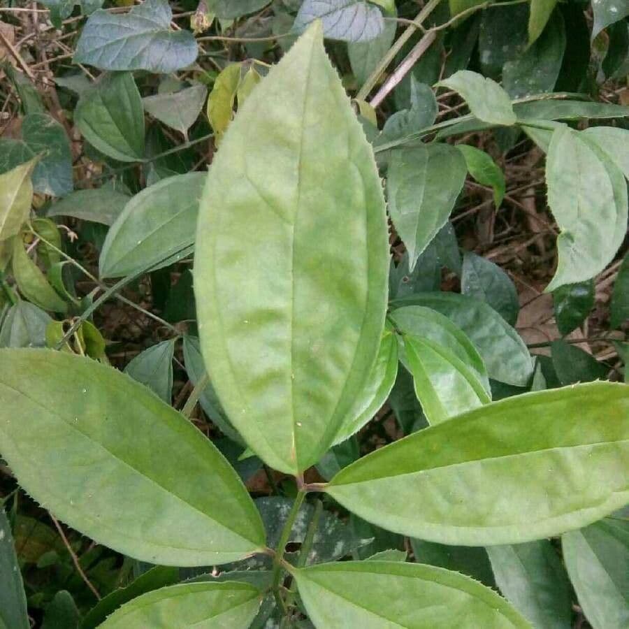 Myxopyrum