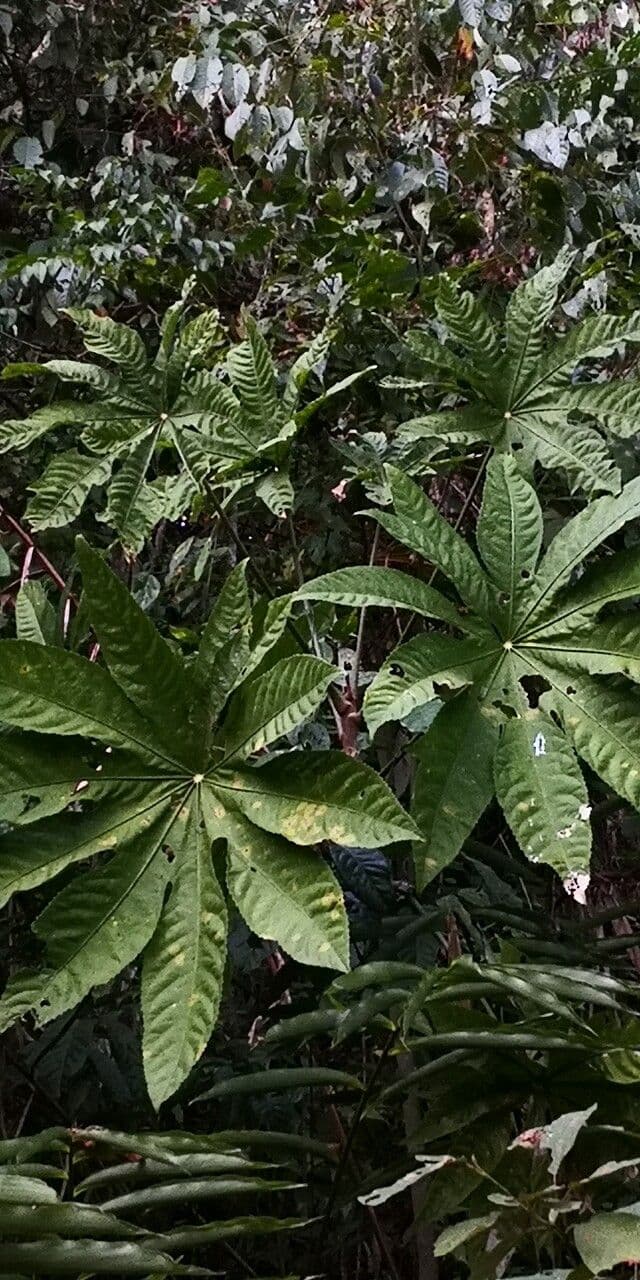 Trevesia palmata 5
