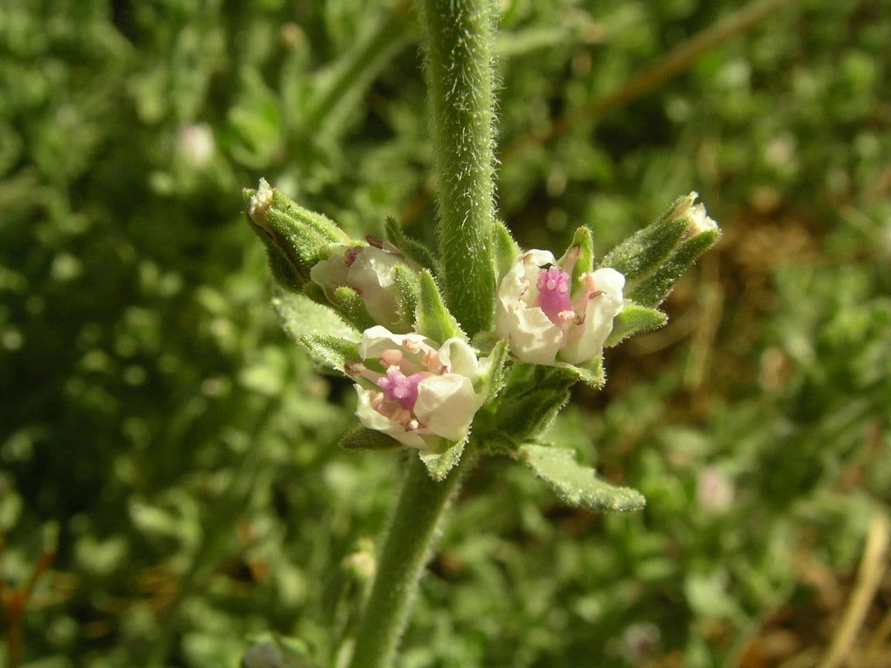 Bergia