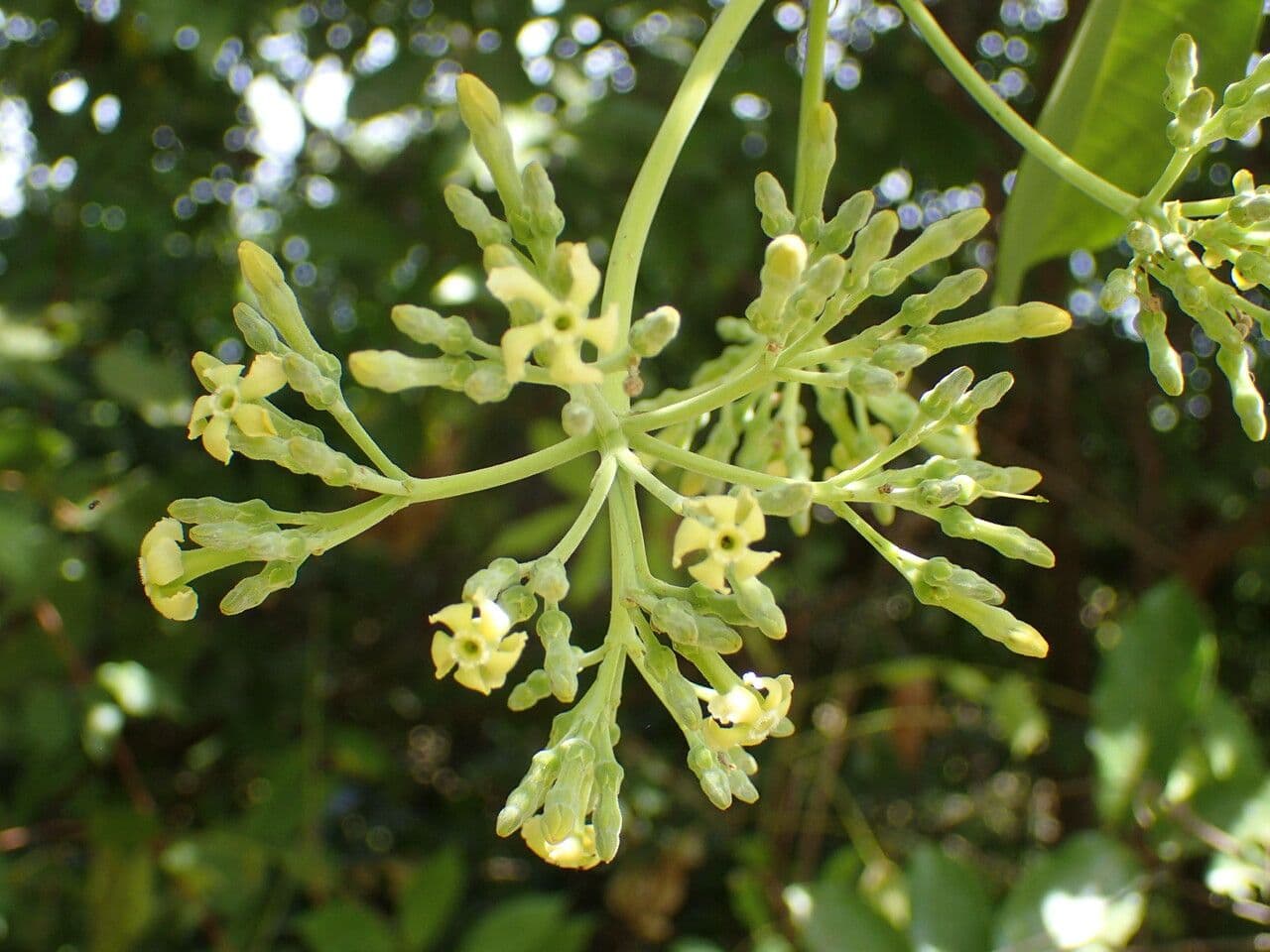 Alstonia