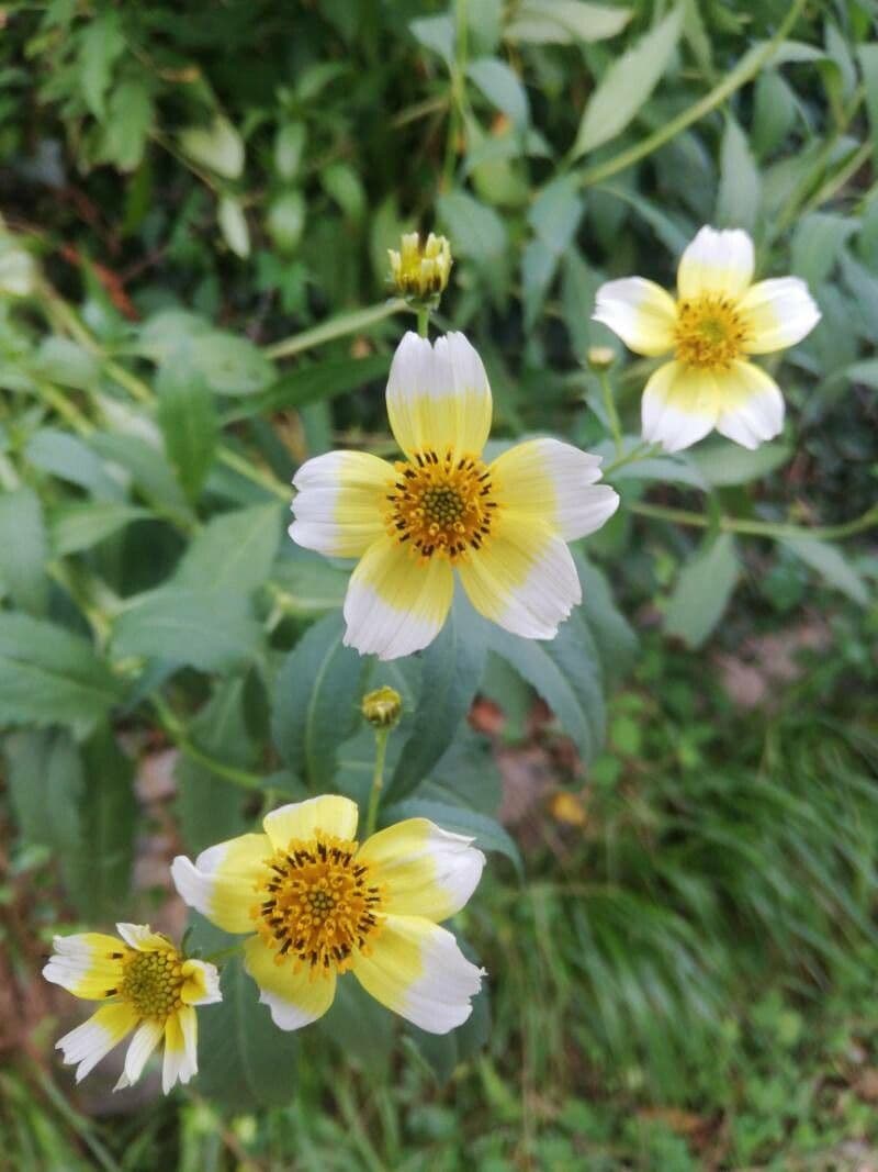 Bidens aurea 20