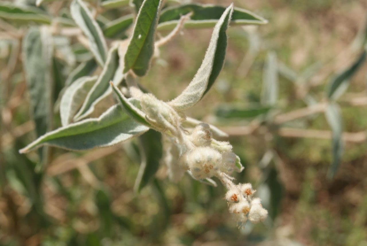 Croton capitatus 4
