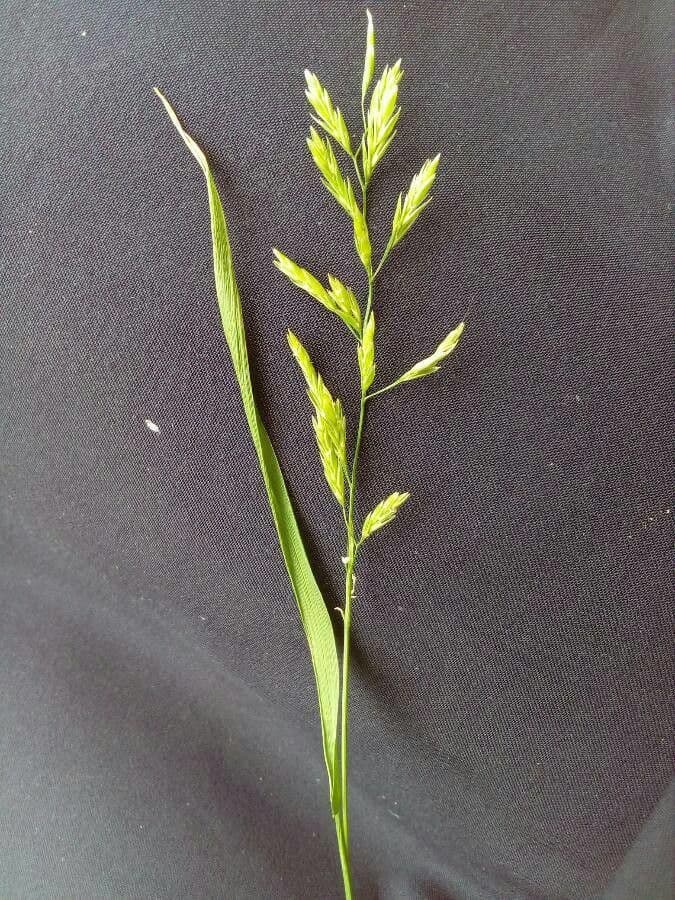 Festuca dei prati 8