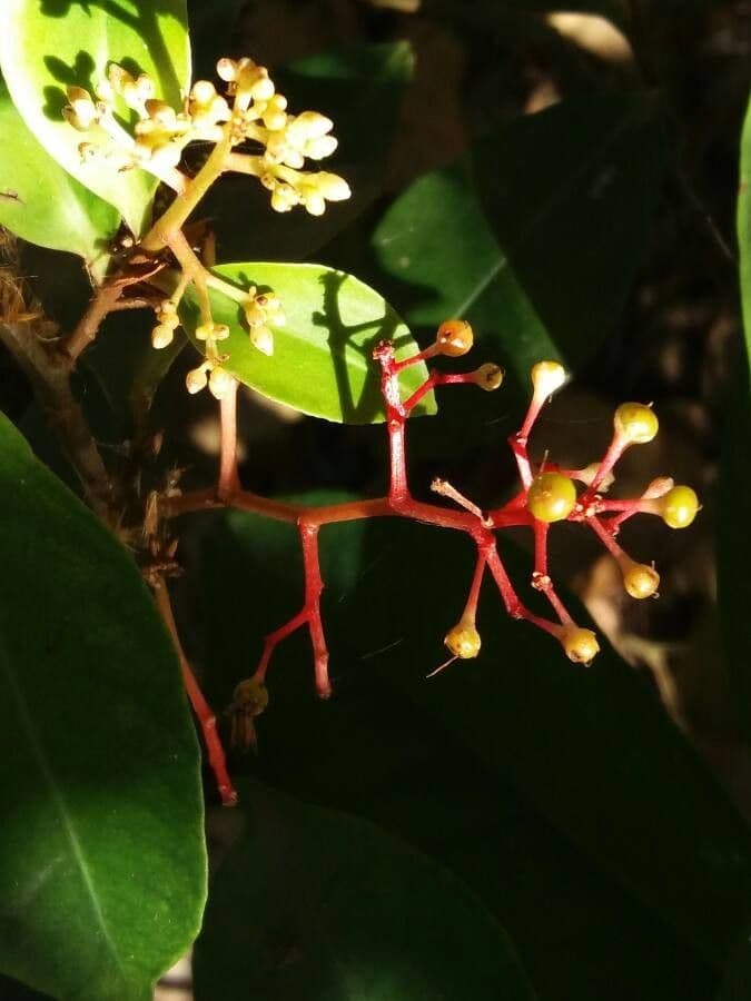 Palicourea crocea 7