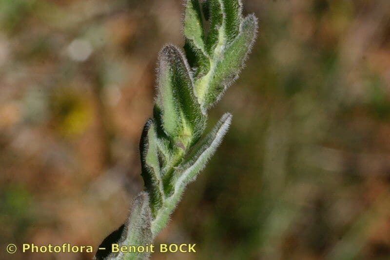Lepidium 23