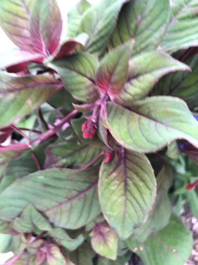 Fuchsien 19