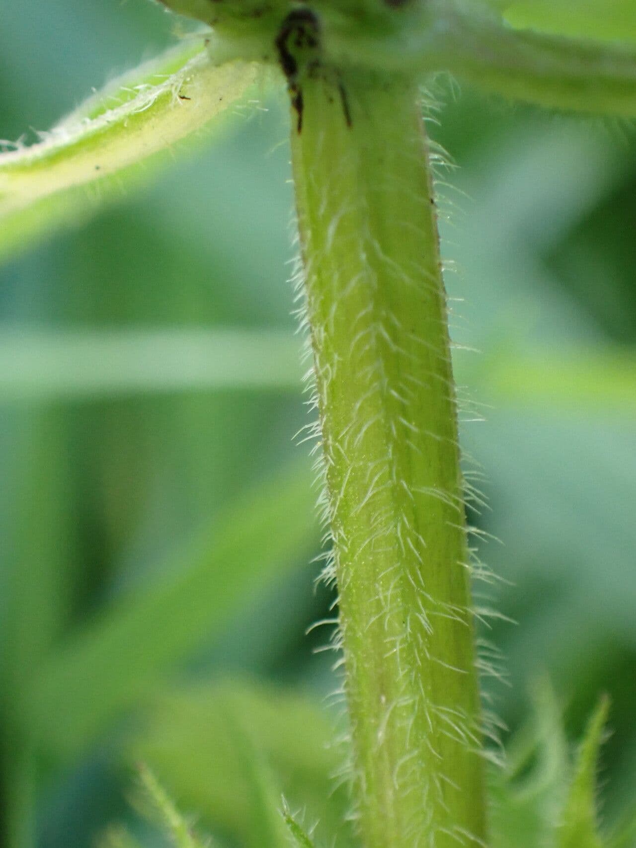 Falsa ortiga bianca 25