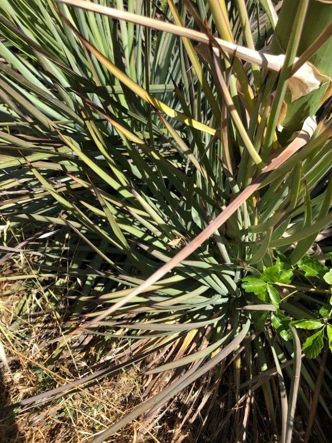 Yucca alta 14