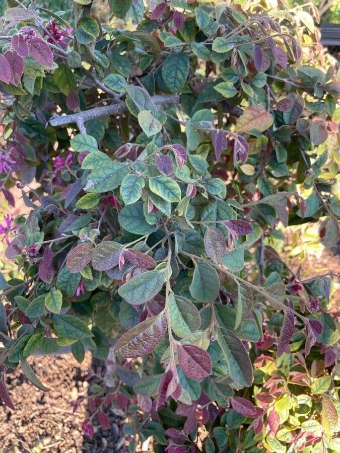 Loropetalum cinese 19