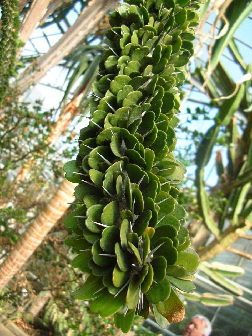 Alluaudia 3