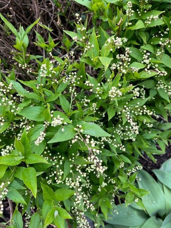 Deutzia gracilis 17