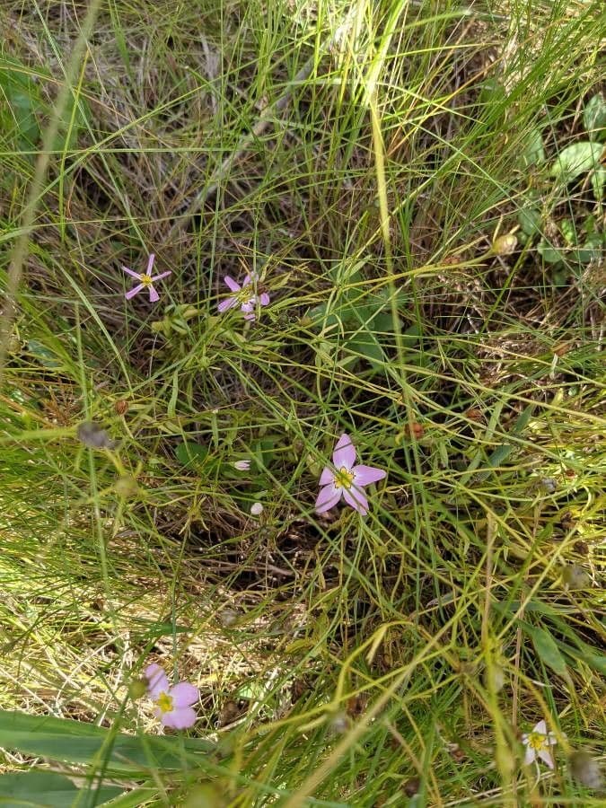 Sabatia stellare