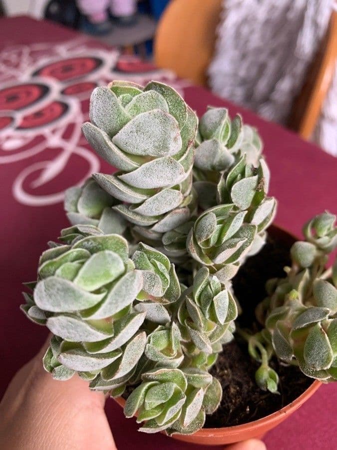Crassula 6