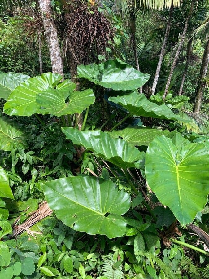 Philodendron géant 10