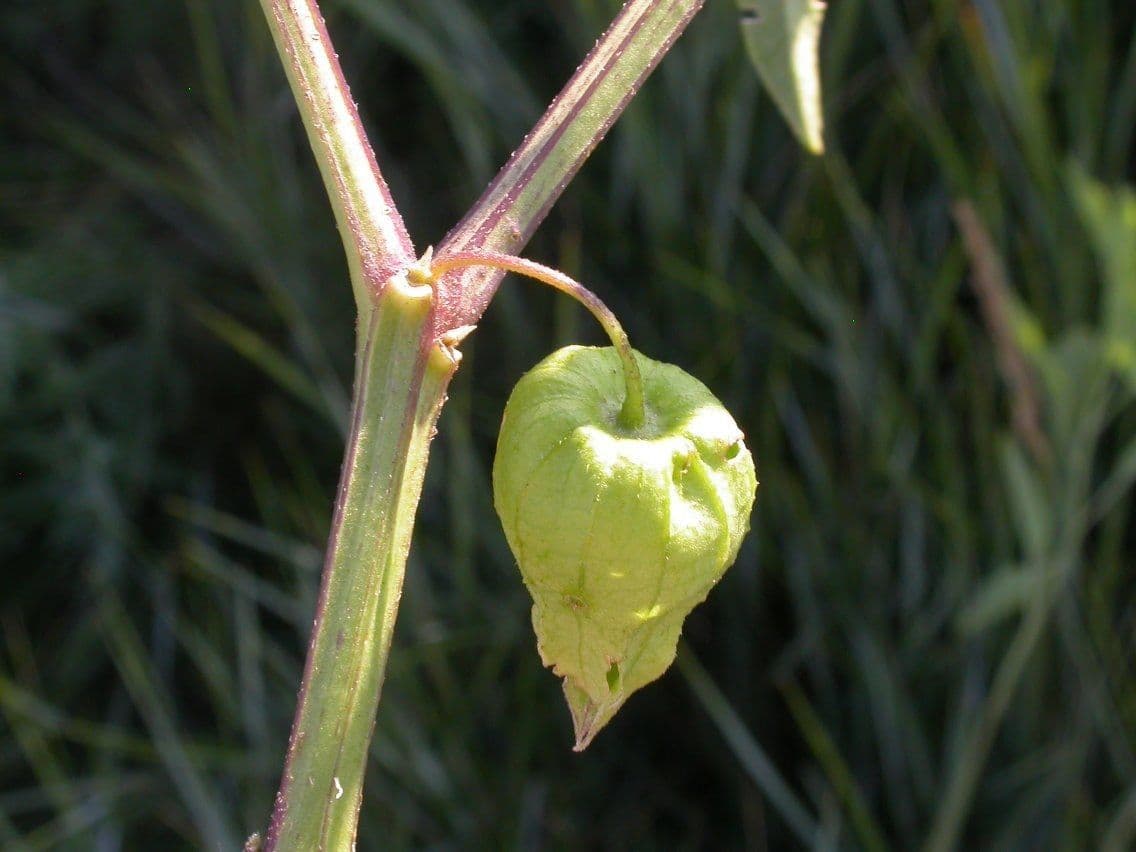 Physalis pumila