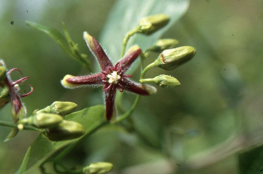Periploca greca 8
