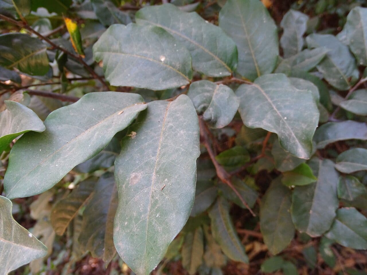 Combretum