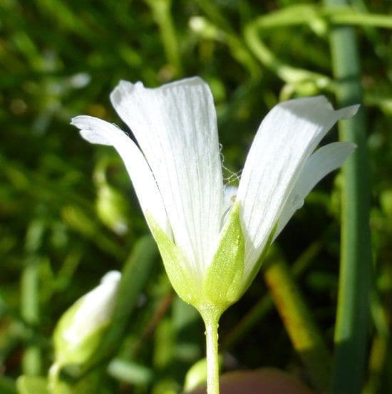 Limnanthes 5