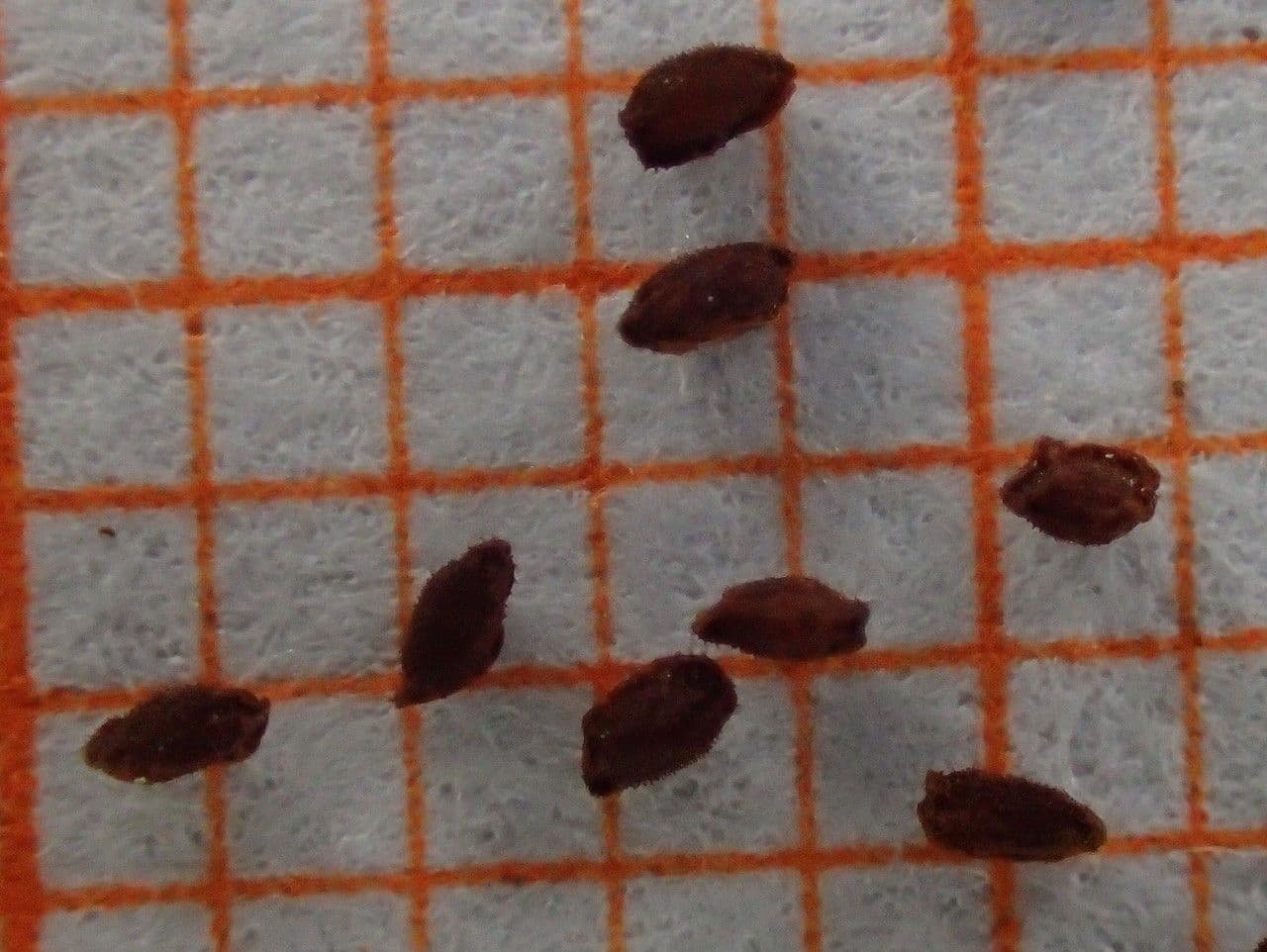 Sassifraga gialla 24