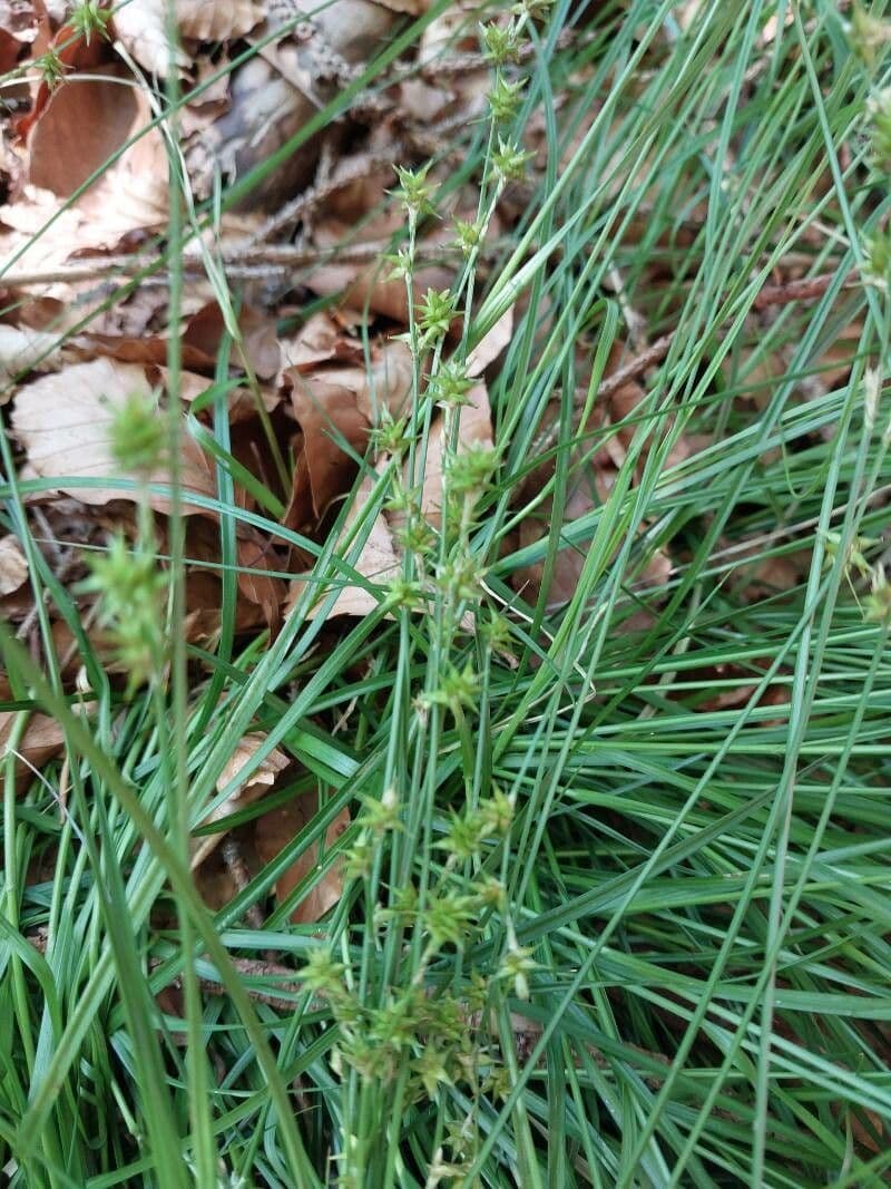 Carice stellata 19