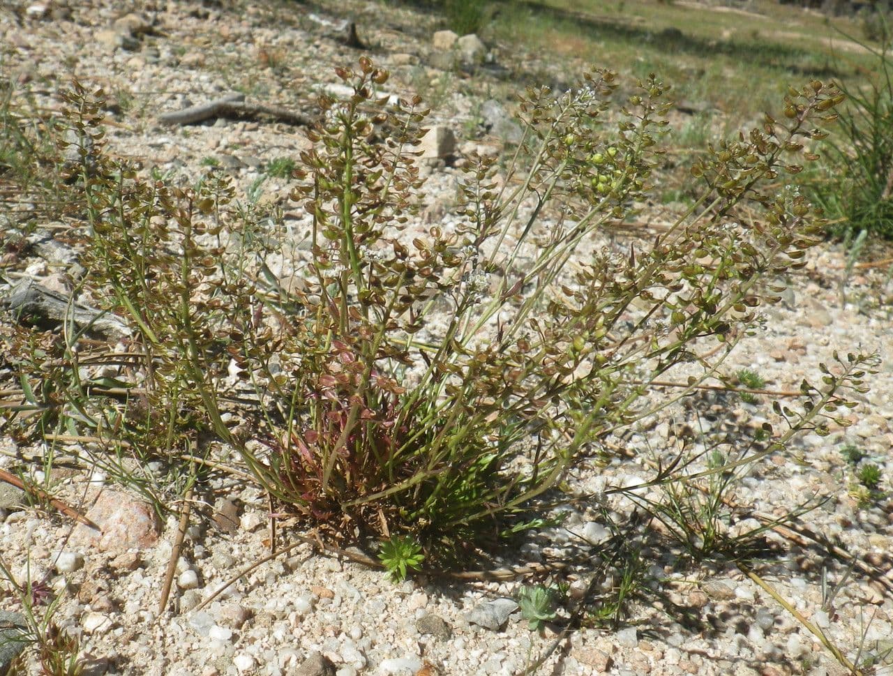 Teesdalia coronopifolia 13