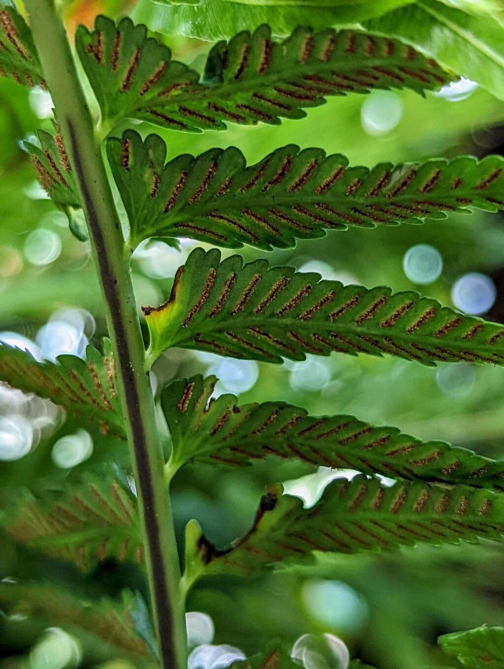 Asplenium
