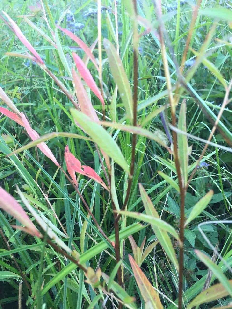 Ludwigia alternifolia 15