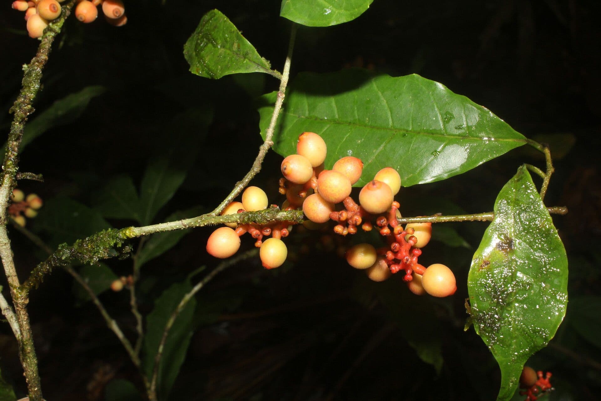 Sorocea 3