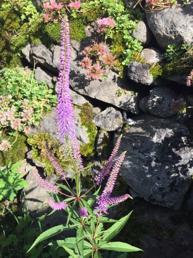 Veronica virginica 10