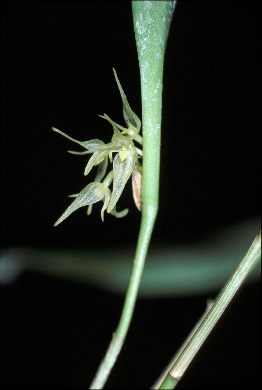Pleurothallis ruscifolia 2