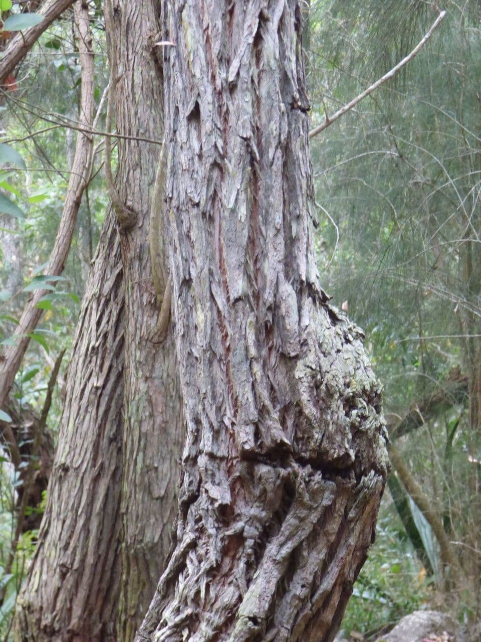 Robust-Eukalyptus 21