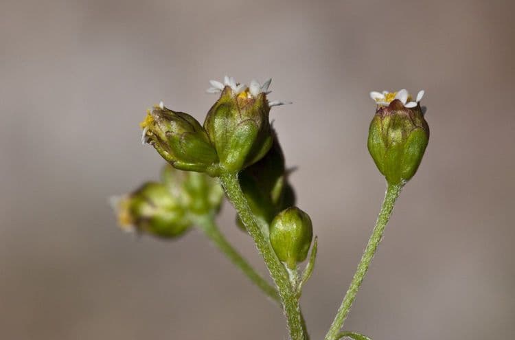 Galinsoga comune