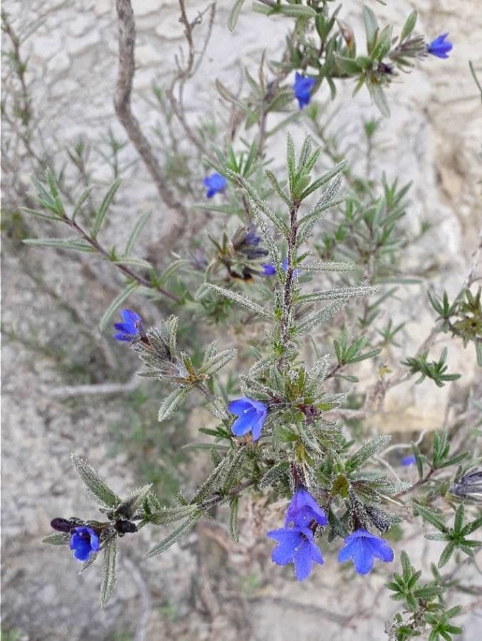 Erba perla arbustiva 7