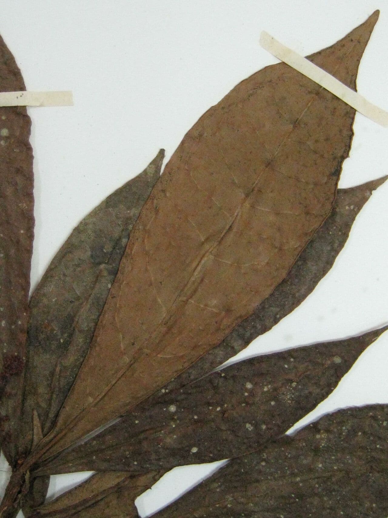 Cybianthus 3