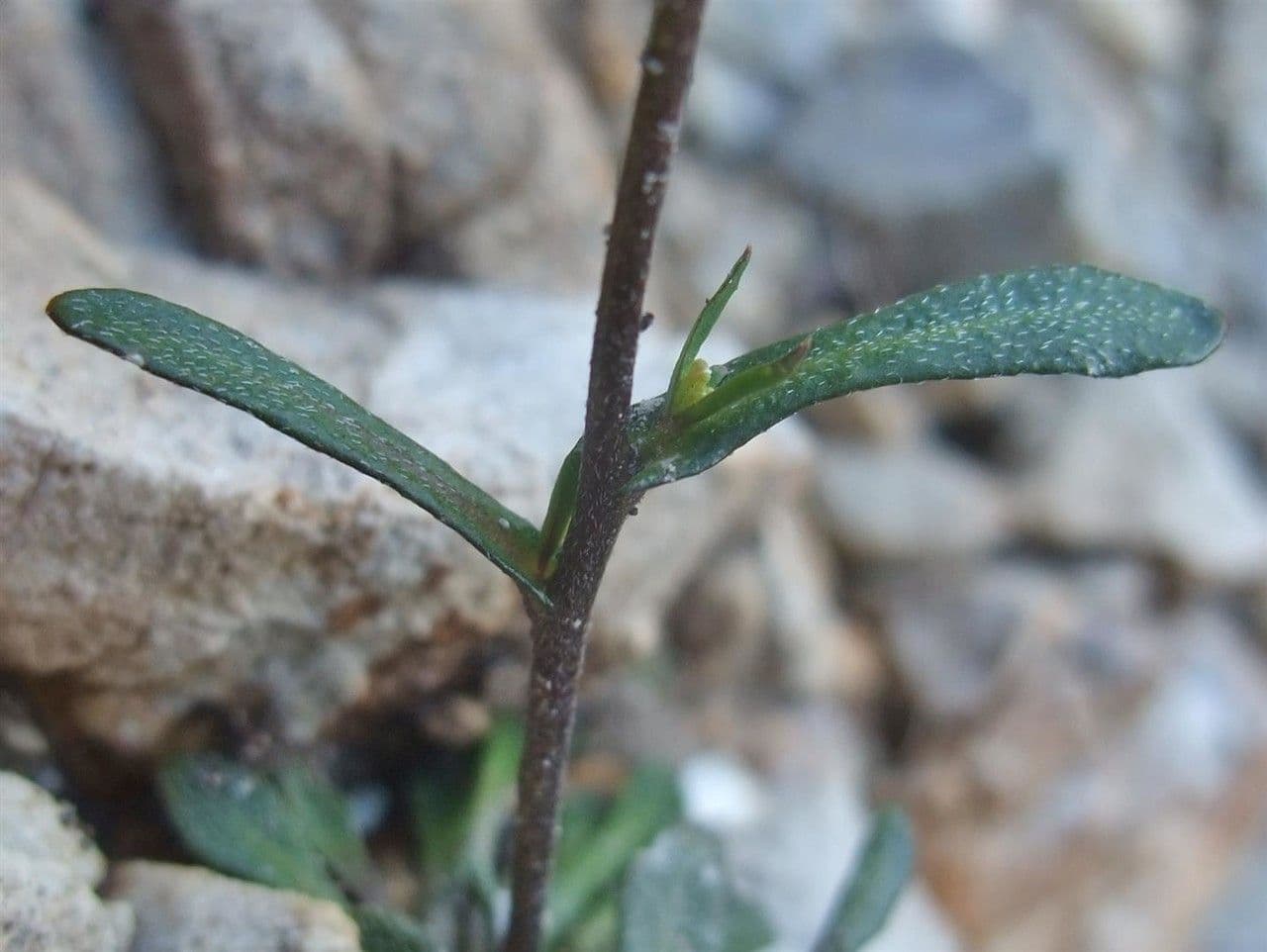 Coclearia sassifraga 12