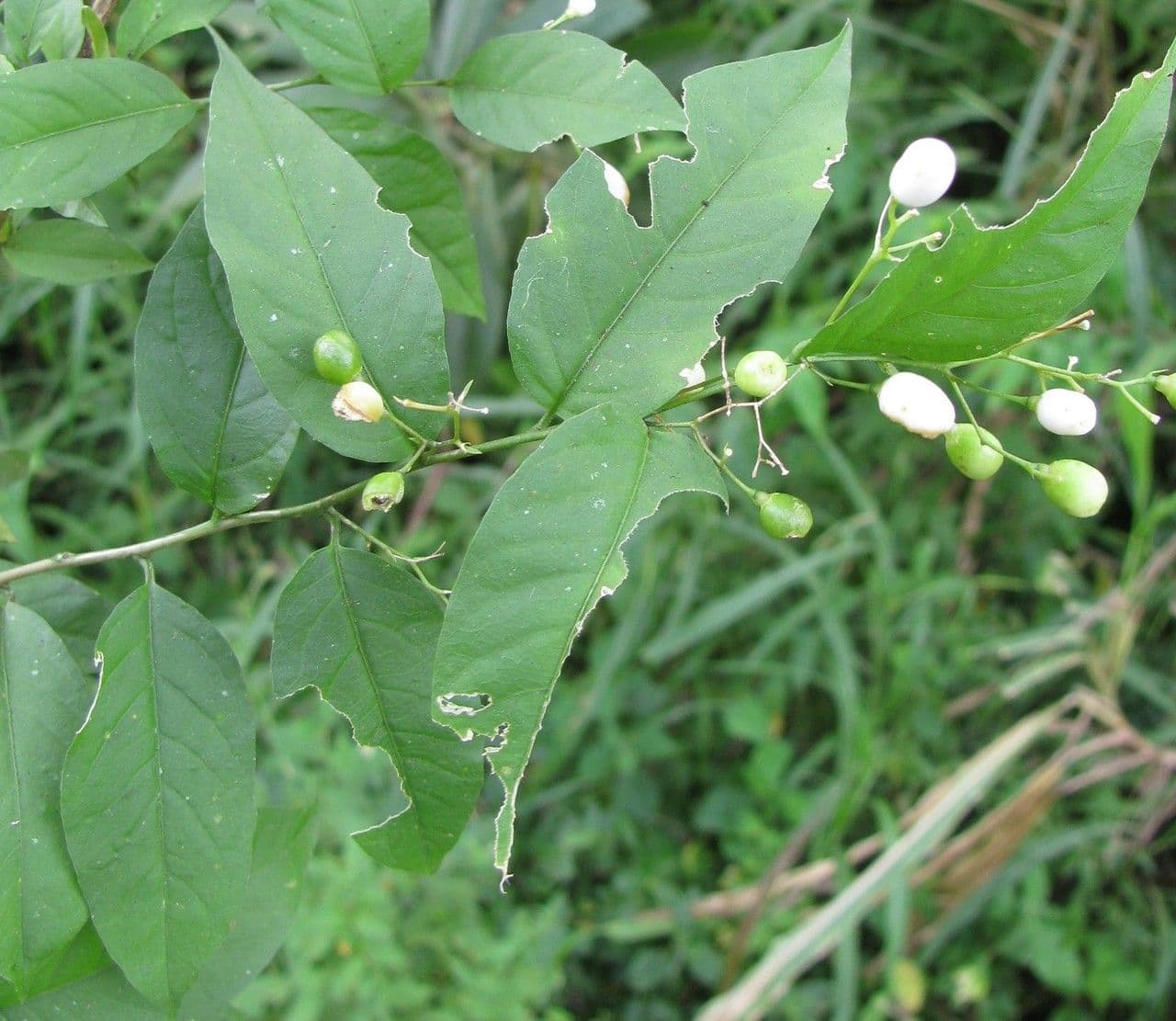 Cestrum 13