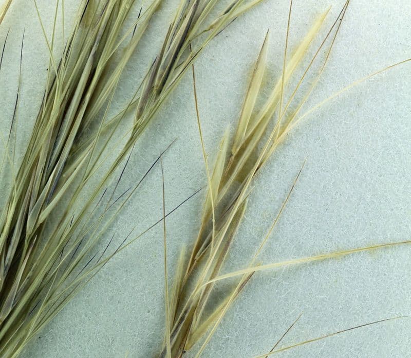 Aristida comune 2