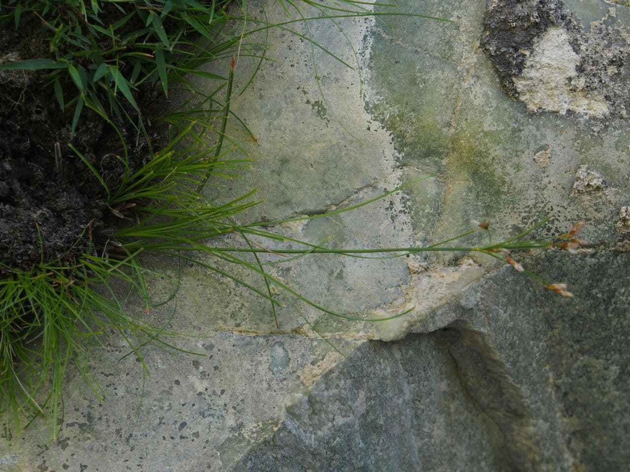 Pogonatherum 6