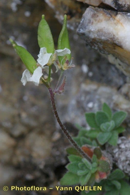 Draba douteuse 23