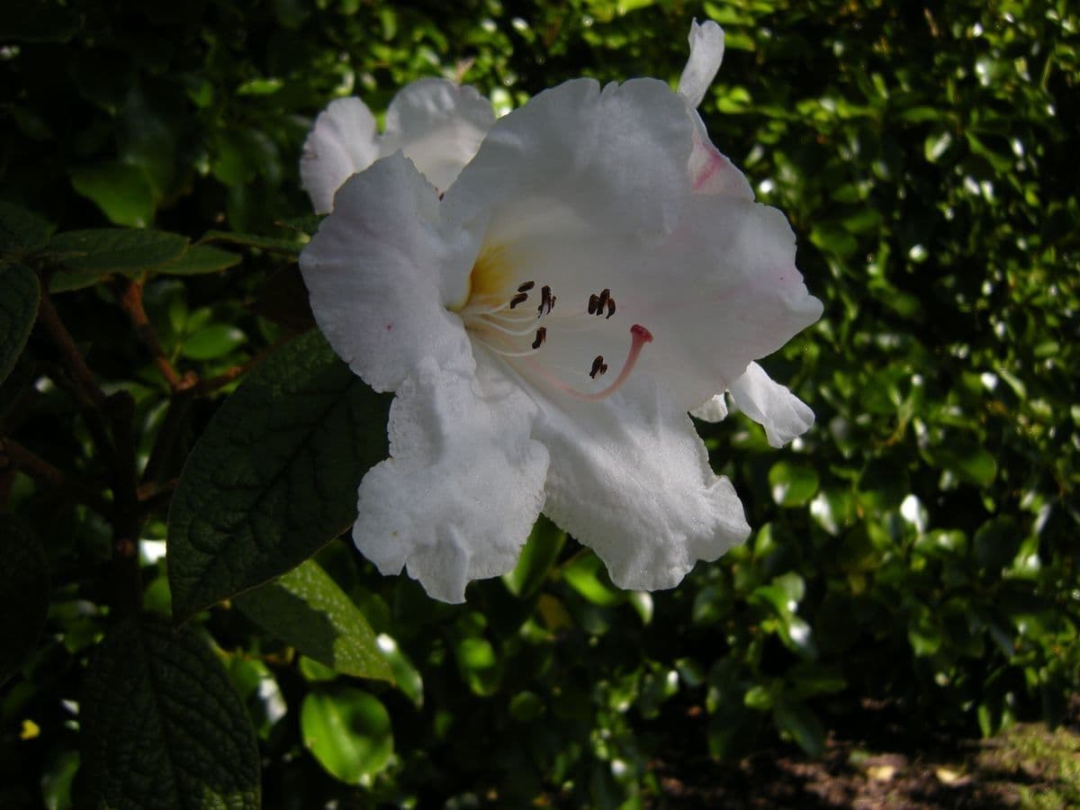 Rododendro