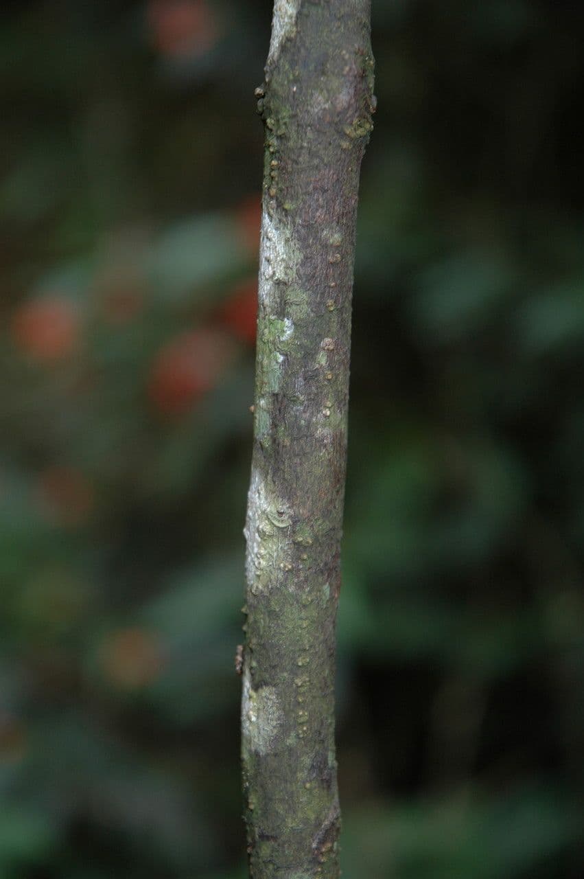 Pachystachys 19