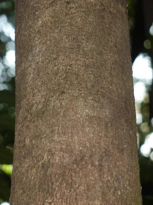 Protium heptaphyllum 18