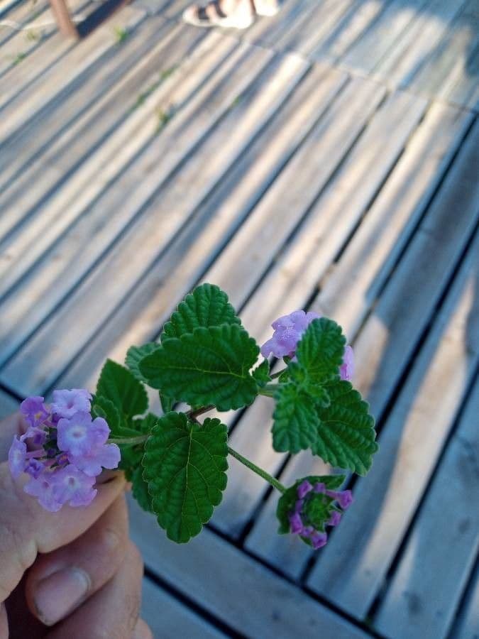 Lantana 15
