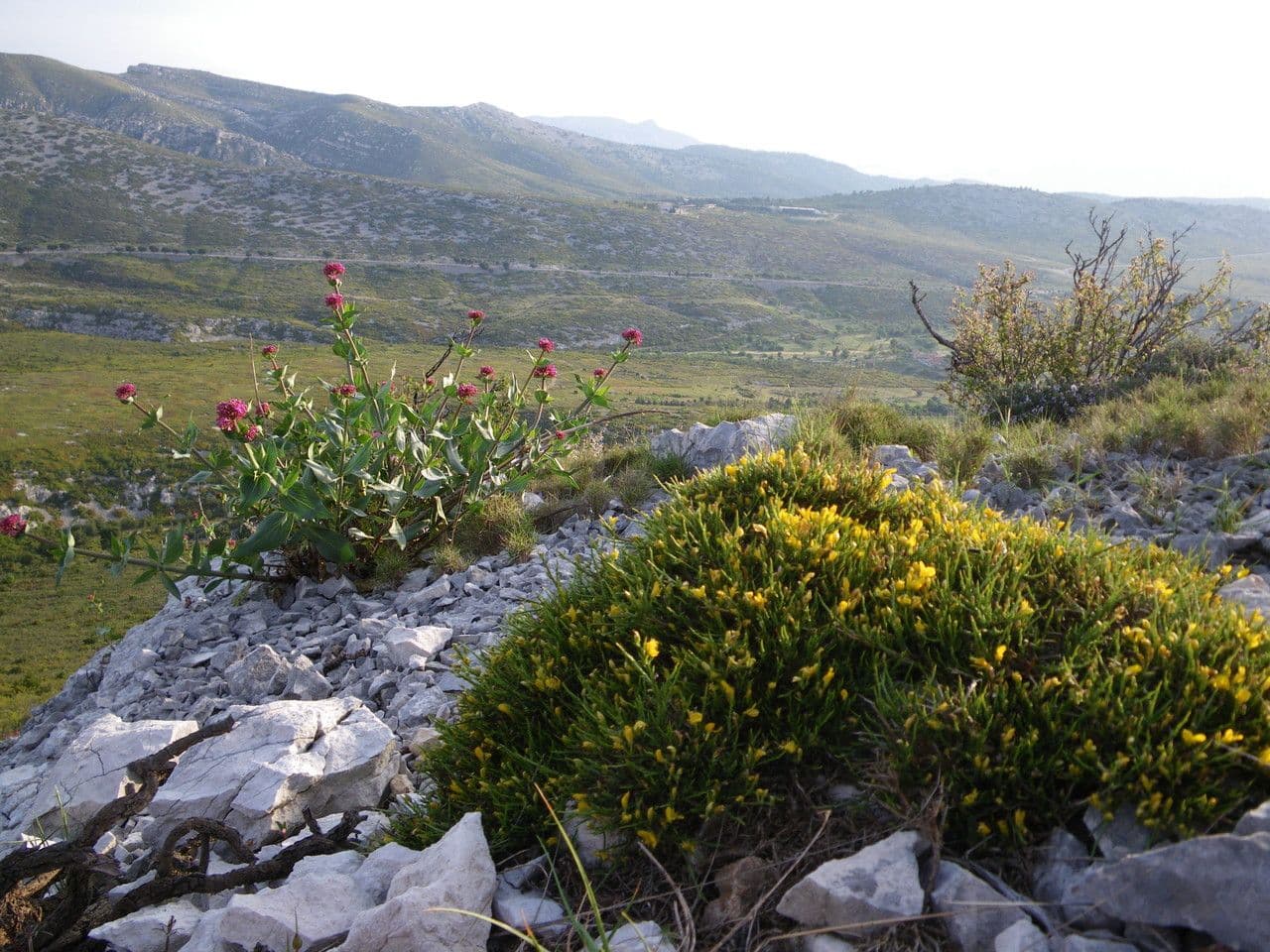 Gorse 2
