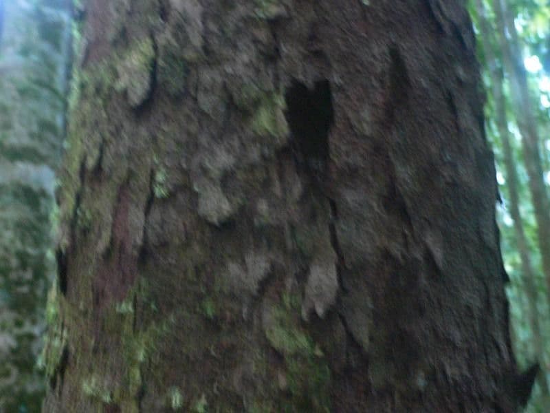 Vantanea 5