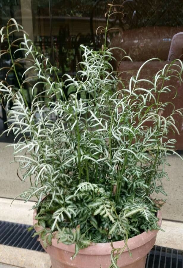Pteris di Creta 12