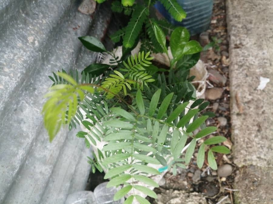 Calliandra del Suriname 17