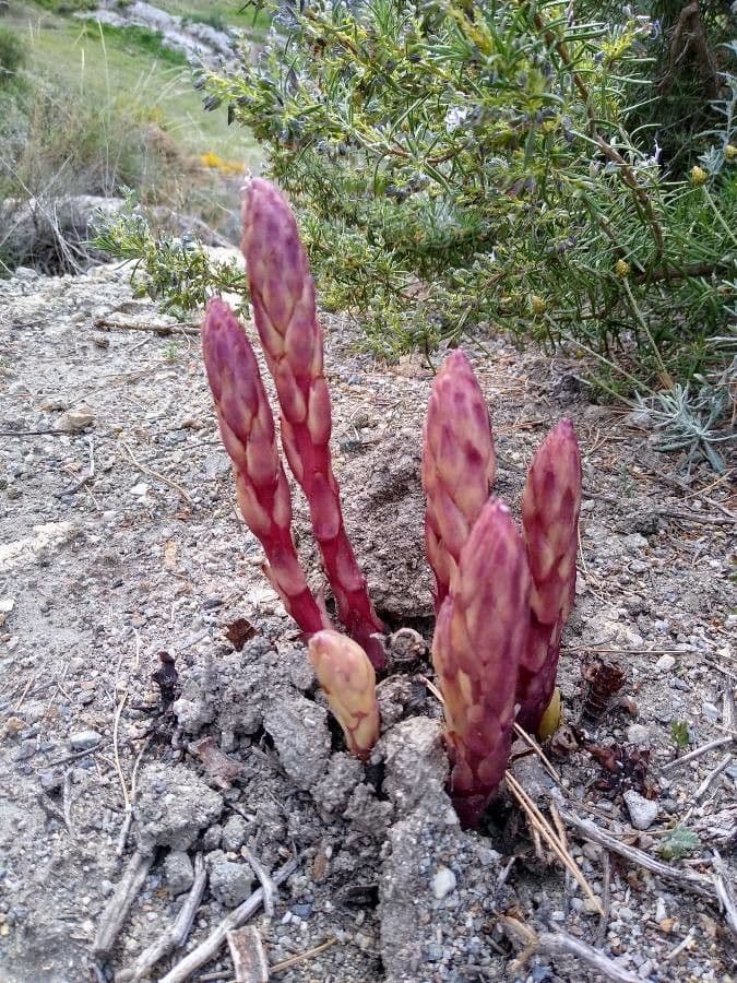 Orobanche a squame larghe 16