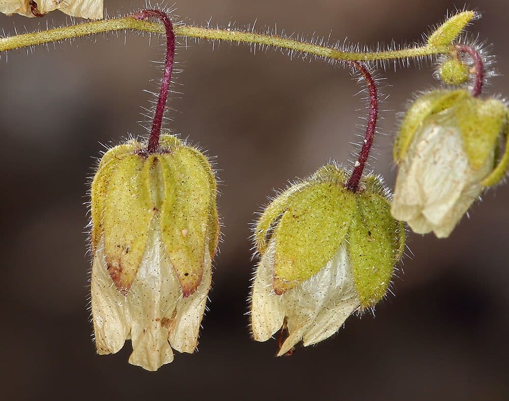 Emmenanthe penduliflora 5