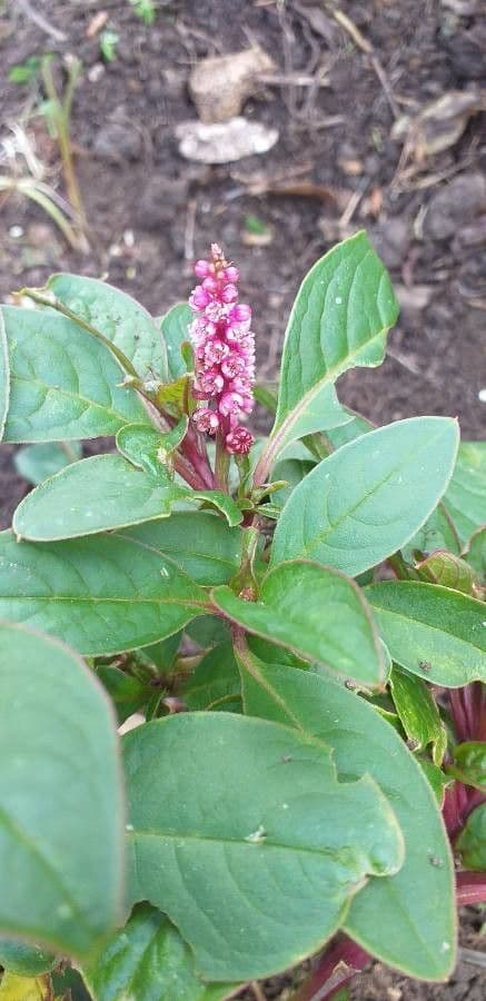 Phytolacca octandra 5